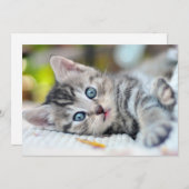 Niedliche Kleintiere | Kätzchen mit blauen Augen Dankeskarte (Vorne/Hinten)