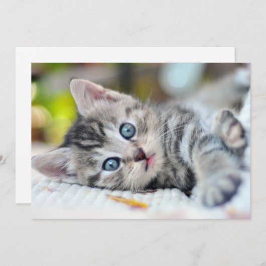 Niedliche Kleintiere | Kätzchen mit blauen Augen Dankeskarte (Vorne/Hinten)