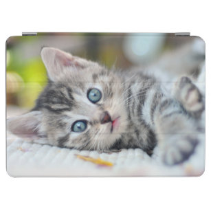 Niedliche Kleintiere   Kätzchen mit blauen Augen iPad Air Hülle