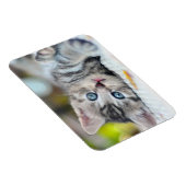 Niedliche Kleintiere | Kätzchen mit blauen Augen Magnet (Rechte Seite)