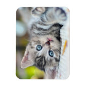 Niedliche Kleintiere | Kätzchen mit blauen Augen Magnet (Vertikal)