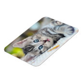 Niedliche Kleintiere | Kätzchen mit blauen Augen Magnet (Linke Seite)