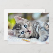 Niedliche Kleintiere | Kätzchen mit blauen Augen Postkarte (Vorne/Hinten)
