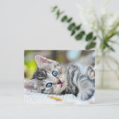 Niedliche Kleintiere | Kätzchen mit blauen Augen Postkarte (Stehend Vorderseite)