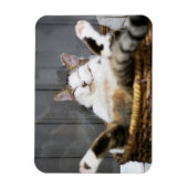 Niedliche Kleintiere | Katze im Bett Magnet (Vertikal)