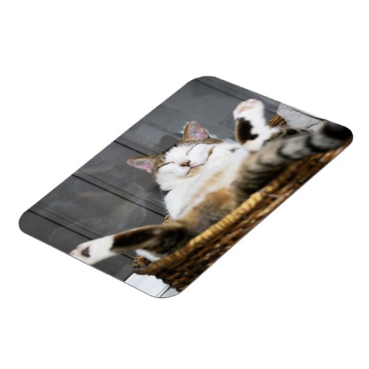 Niedliche Kleintiere | Katze im Bett Magnet (Linke Seite)