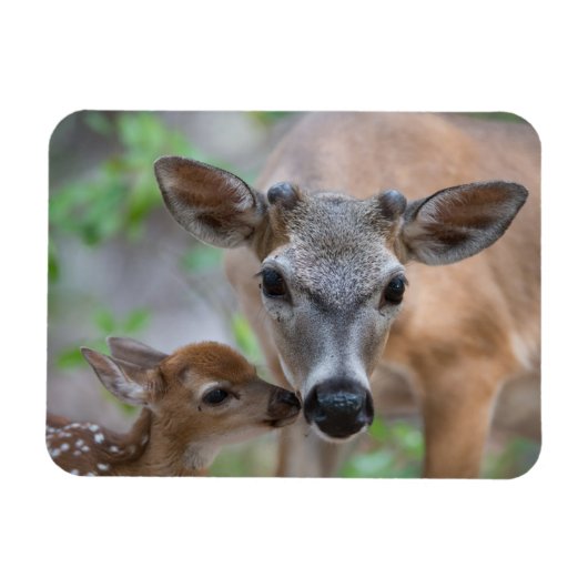 Niedliche Kleintiere | Key Deer Stag & Fawn Magnet (Horizontal)