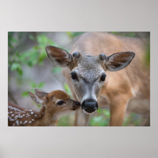 Niedliche Kleintiere | Key Deer Stag & Fawn Poster (Vorne)