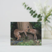 Niedliche Kleintiere | Kinderfüchse spielen Postkarte (Stehend Vorderseite)