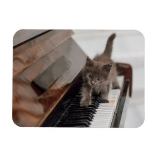 Niedliche Kleintiere   Kitten auf Piano Magnet