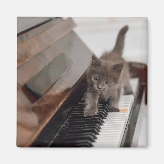 Niedliche Kleintiere | Kitten auf Piano Magnet (Vorne)