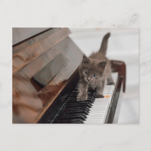 Niedliche Kleintiere | Kitten auf Piano Postkarte (Vorderseite)