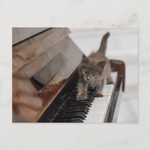 Niedliche Kleintiere   Kitten auf Piano Postkarte