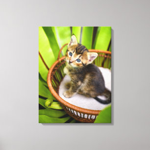 Niedliche Kleintiere Kitten in Basket Leinwanddruck