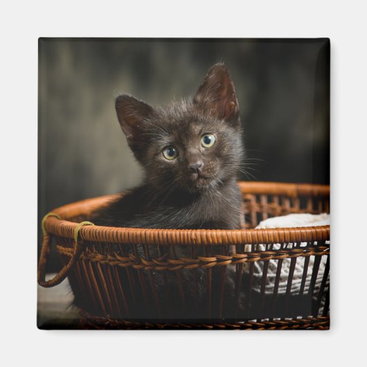Niedliche Kleintiere | Kitten in Basket Magnet (Vorne)