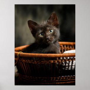 Niedliche Kleintiere   Kitten in Basket Poster