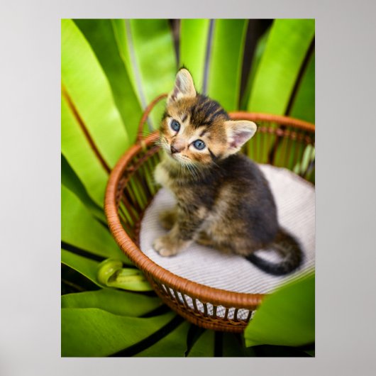 Niedliche Kleintiere | Kitten in Basket Poster (Vorne)