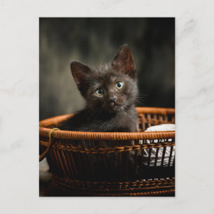 Niedliche Kleintiere   Kitten in Basket Postkarte