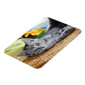 Niedliche Kleintiere | Kitten Lounges Magnet (Linke Seite)