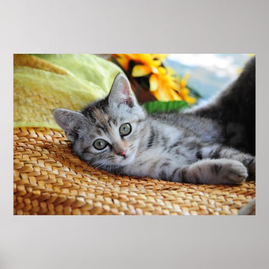 Niedliche Kleintiere | Kitten Lounges Poster (Vorne)