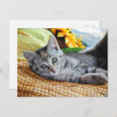 Niedliche Kleintiere | Kitten Lounges Postkarte (Vorne/Hinten)
