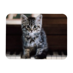 Niedliche Kleintiere Kitten on Piano Keys Magnet