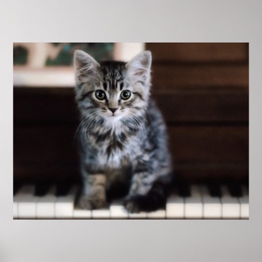 Niedliche Kleintiere | Kitten on Piano Keys Poster (Vorne)