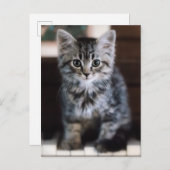Niedliche Kleintiere | Kitten on Piano Keys Postkarte (Vorne/Hinten)