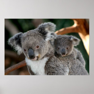 Niedliche Kleintiere Koala und Joey Poster