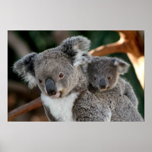 Niedliche Kleintiere | Koala und Joey Poster (Vorne)