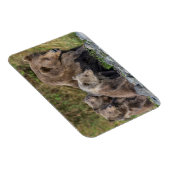 Niedliche Kleintiere | Kodiak Mama Bear & Cubs Magnet (Rechte Seite)