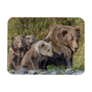 Niedliche Kleintiere   Kodiak Mama Bear & Cubs Magnet