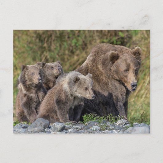 Niedliche Kleintiere | Kodiak Mama Bear & Cubs Postkarte (Vorderseite)
