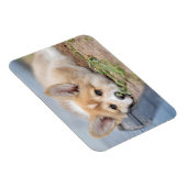 Niedliche Kleintiere | Korgi Lay in der Werft Magnet (Rechte Seite)