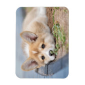 Niedliche Kleintiere | Korgi Lay in der Werft Magnet (Vertikal)