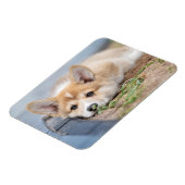 Niedliche Kleintiere | Korgi Lay in der Werft Magnet (Linke Seite)