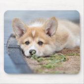 Niedliche Kleintiere | Korgi Lay in der Werft Mousepad (Vorne)