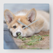 Niedliche Kleintiere | Korgi Lay in der Werft Quadratische Wanduhr (Vorderseite)