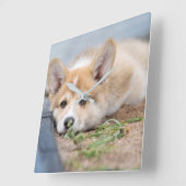 Niedliche Kleintiere | Korgi Lay in der Werft Quadratische Wanduhr (Winkel)