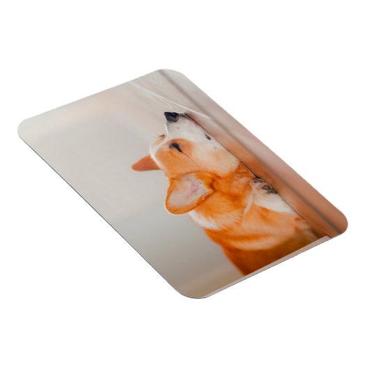 Niedliche Kleintiere | Korgi Schlafen Magnet (Rechte Seite)