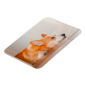 Niedliche Kleintiere | Korgi Schlafen Magnet (Linke Seite)