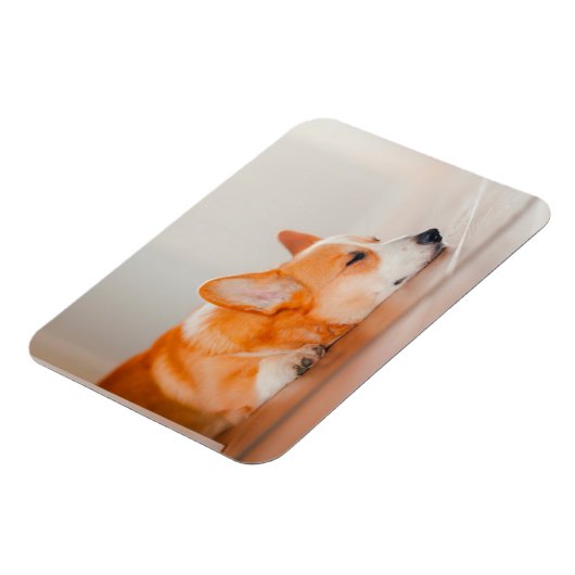 Niedliche Kleintiere | Korgi Schlafen Magnet (Linke Seite)