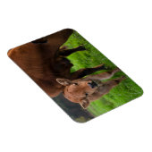 Niedliche Kleintiere | Kuh und Kalb Magnet (Rechte Seite)