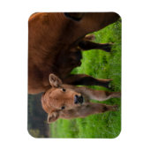 Niedliche Kleintiere | Kuh und Kalb Magnet (Vertikal)