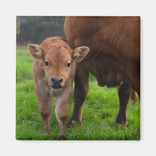 Niedliche Kleintiere Kuh und Kalb Magnet
