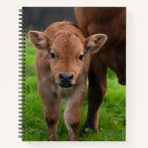 Niedliche Kleintiere   Kuh und Kalb Notizblock