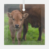 Niedliche Kleintiere | Kuh und Kalb Ornament Aus Glas (Vorderseite)