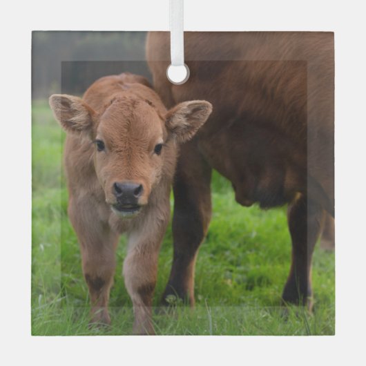 Niedliche Kleintiere | Kuh und Kalb Ornament Aus Glas (Vorderseite)
