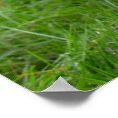 Niedliche Kleintiere | Kuh und Kalb Poster (Ecke)