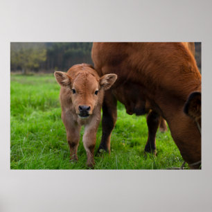 Niedliche Kleintiere Kuh und Kalb Poster